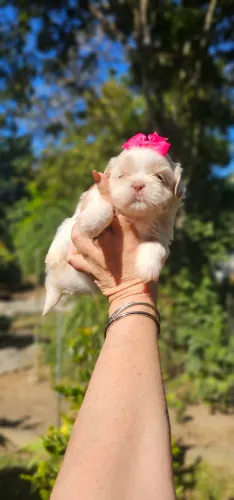 Shih-tzu Branca e Areia Femea
