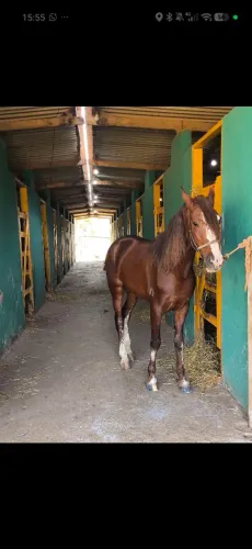 Cavalo MM