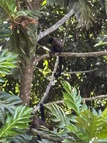 Chácara Uma Floresta