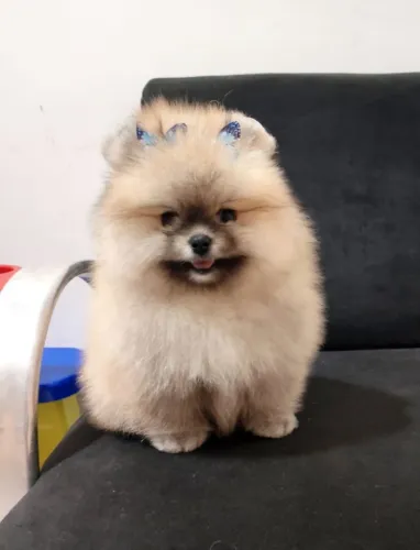 Pomerania fêmea 