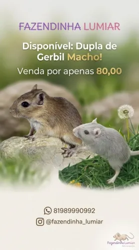 Fofinhos 