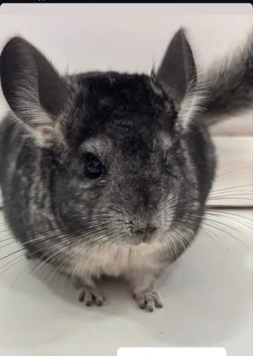 Chinchila