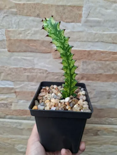 Euphorbia mayurnathanii variegata pt12