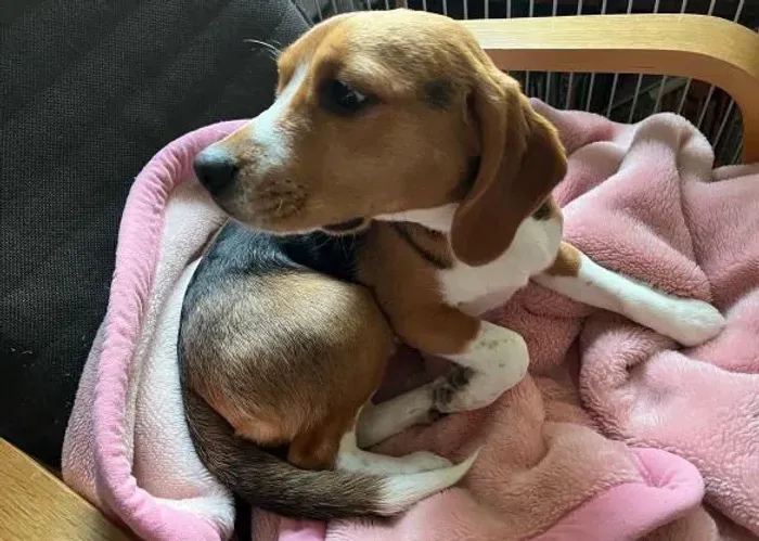 Filhote Beagle, Os mais encantadores estão prontos para te conhecer!
