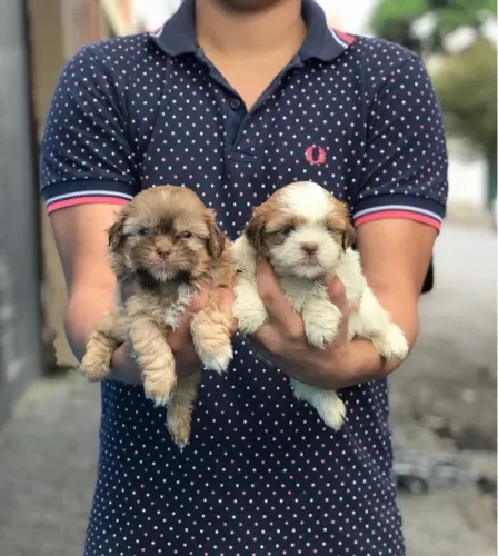 Shih Tzu filhotes disponíveis - Delicadeza em forma de rabo abanando - Chama no Whats