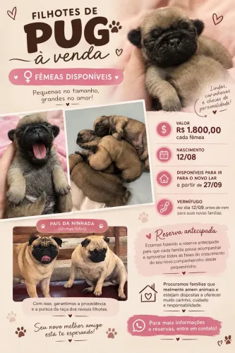 Filhote Pug Fêmea