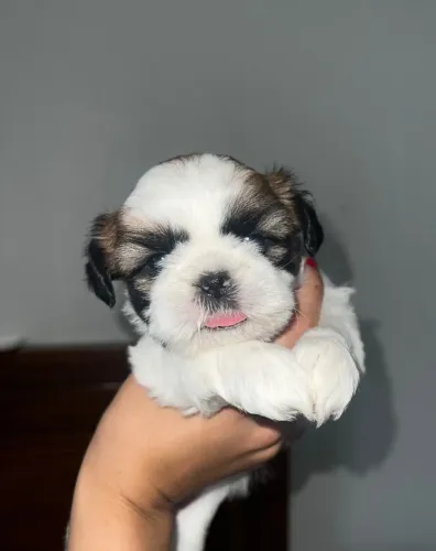 Filhote de shih tzu