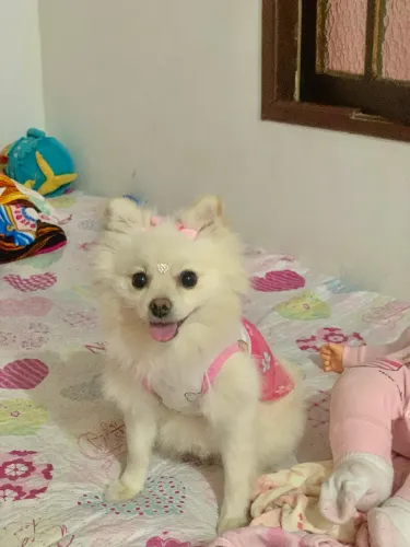 Minha aika está no cio a procura de um namorado 