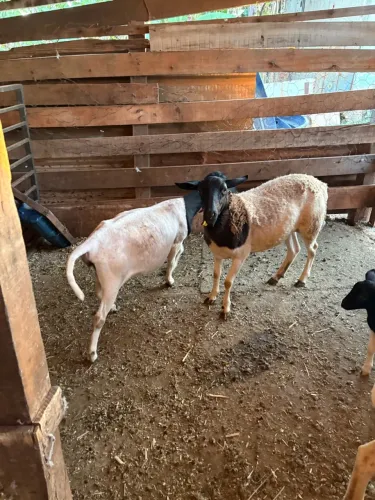 5 ovelhas à venda