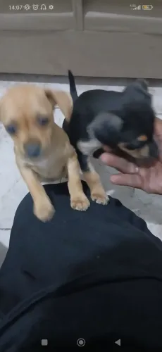 Doação dois cachorros filhotes pote pequeno