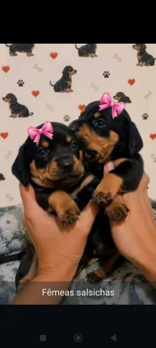 Daschund fêmea 