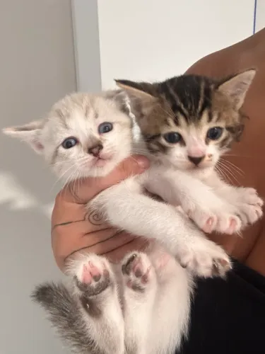 Adoção de gatos irmãos ?