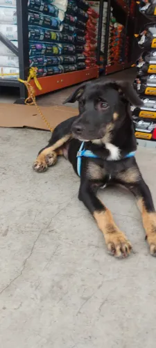 Doação de filhote de cachorro 