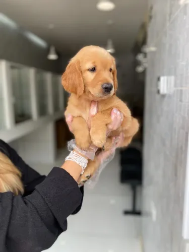 Golden Retriever - Filhotes Disponíveis com Procedência e Pedigree