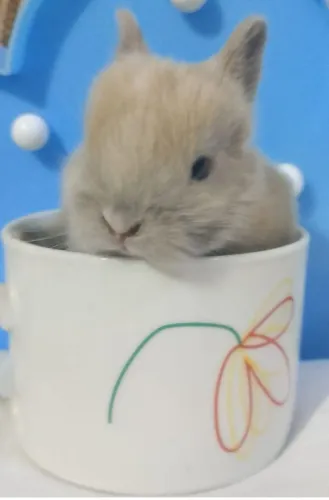 Mini coelho nertherland