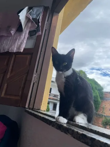 Estou doando gato macho de 7 meses