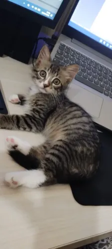 Gato para adoção