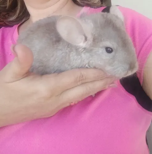 Chinchilas Filhotes