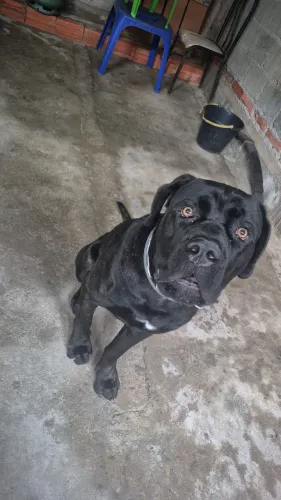 Cane corso a venda
