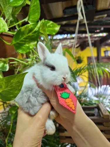 Netherland dwarf macho