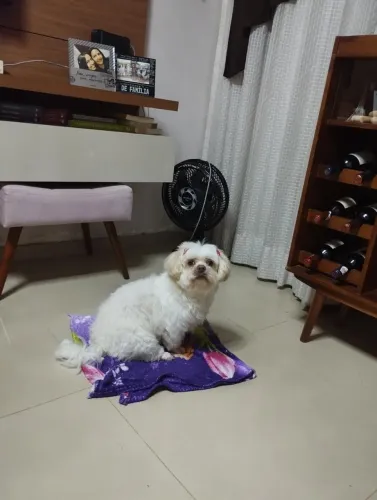 Shitzu