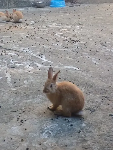 Coelhos filhotes