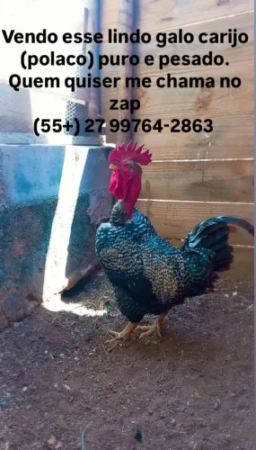 Vendo esse lindo galo polaco carijo (Label Rouge) pesado e adulto
