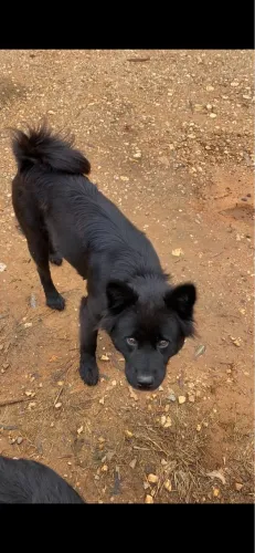 Doação Chow Chow fêmea 