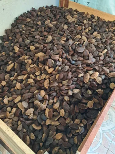 castanha do Brasil 