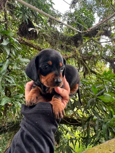 Filhote dachshrund pedigree 