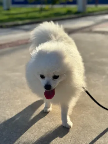 Cachorro spitz alemão 