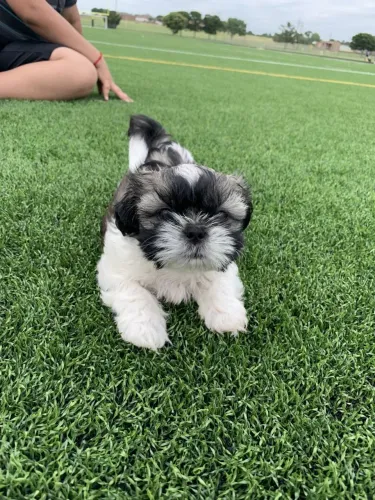 Entregamos para você filhotes de Lhasa apso macho