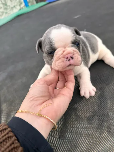 Buldogue Francês 