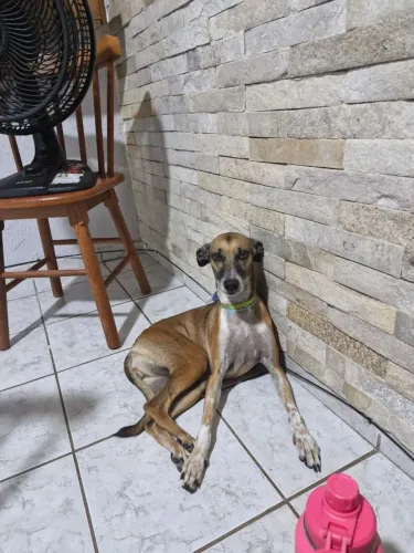 Adoção: MALU