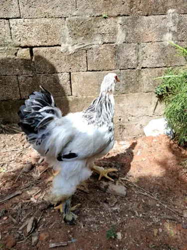 Galo Brahma
