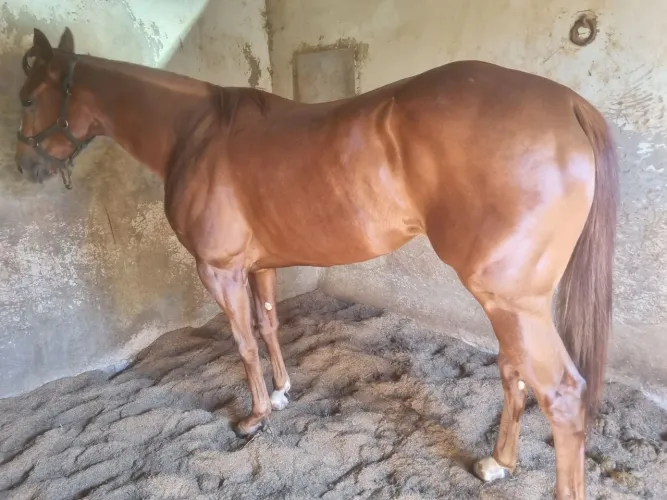 Potranca linda demais limpinha serve pra qualquer esporte altura 1.61 