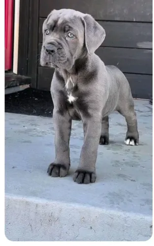 Cane Corso Presença que cria laços fortes
