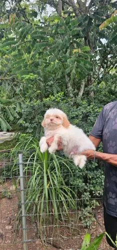 Shih-tzu Macho perfeito