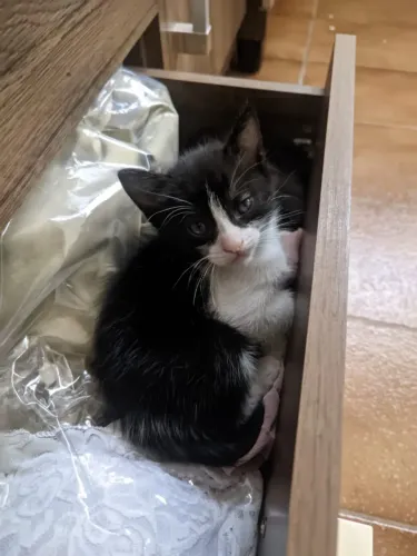 gatinha para doação