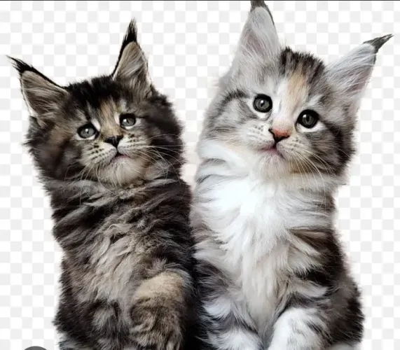 Maine coon 