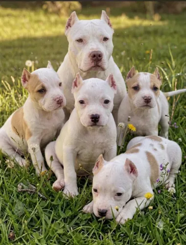 AMERICAN BULLY FILHOTES TOP VACINADOS PARCELO NO CARTÃO 