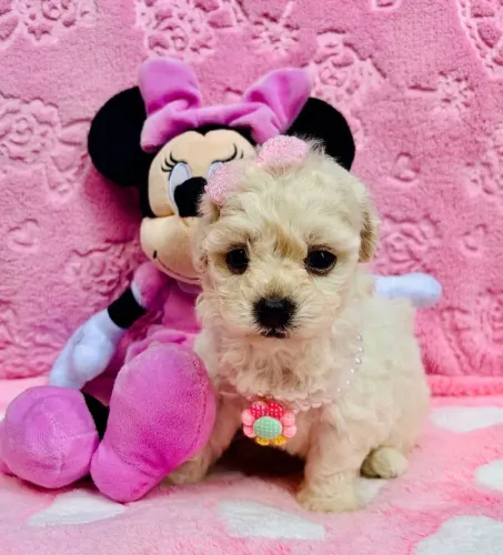 Poodle toy mini fêmeas : Surpreenda alguém nessa semana.