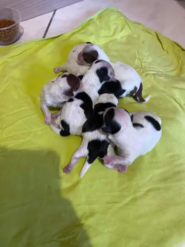 VENDO FILHOTES DE SHIH-TZU ÓTIMA LINHAGEM 