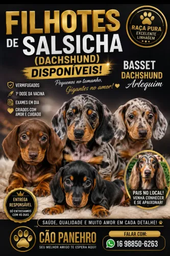 Filhotes Dachshund Salsicha Arlequim e Chocolate Entrega Região