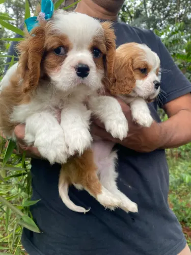 Cavalier filhotes com pedigree