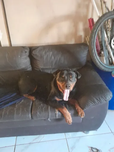 Cachorro cabeca touro