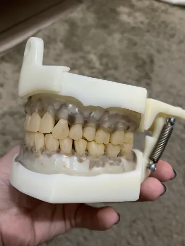 Manequim odontológico Dent Art