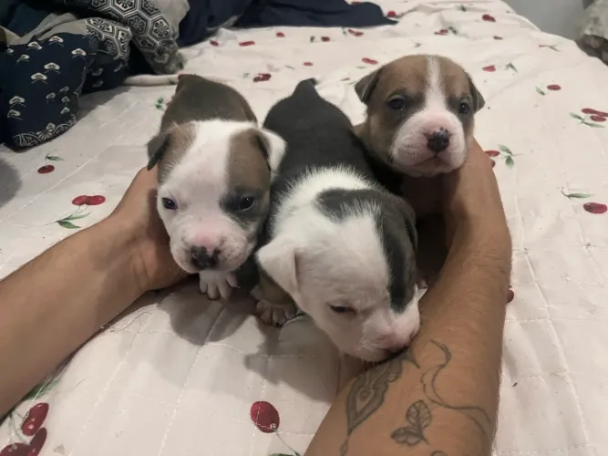 Filhotes de American Bully (macho) 