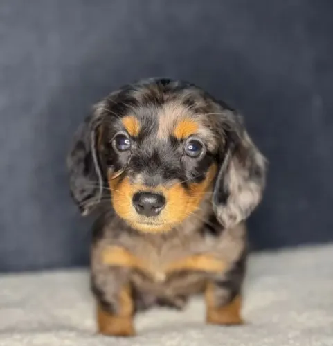 Filhotes Dachshund Salsicha Pelo longo