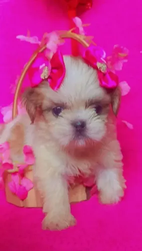 Shih tzu Fêmea